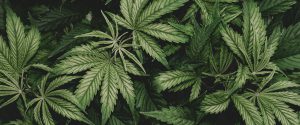 Growth Potential in the Cannabis Industry
